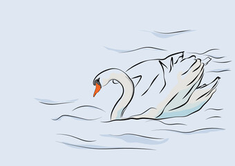 swan on the water
