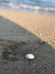 perfect seashells on the sand with and amazing sea