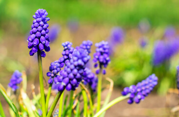 Fototapeta premium Muscari flowers in the spring garden