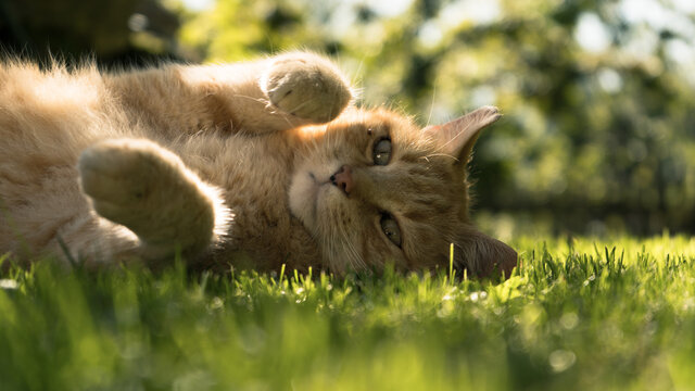 Katze getigert