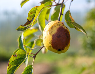 Infected apples grow on a tree branch in the orchard