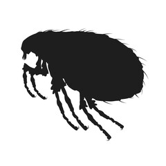 Louse icon isolated. Black Louse icon in flat design