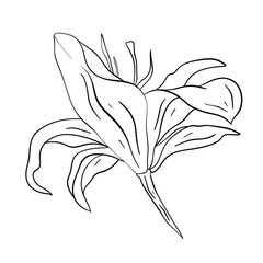 Beautiful monochrome line floral illustration on white background. Hand-drawn flower. Design greeting card and invitation of holiday. Line art raster illustration.