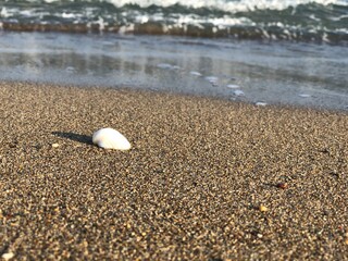 Fototapeta na wymiar perfect seashells on the sand with and amazing sea