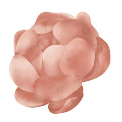 Raster Peony . Flower illustration on white background. Botanical image can be used for wedding invitation, design template, greeting card, patterns fill.