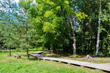 wood foot path in the summer forest 