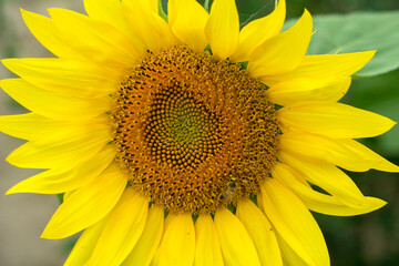 Obraz premium Italy Tuscany Grosseto, Ombrone river new bridge, sunflower plantation, sunflower with pollinating bee