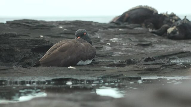 Sleeping American Oystercatcher on Wet Volcanic Rocks of Santiago Island, Galapagos