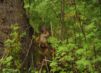 Little red squirrel hiding in the green bushes, animal in its natural habitat. Stock photo for web and pint, background and wallpaper.