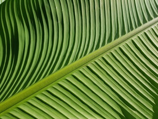 Banana leaf close up, green background design, tropical exotic backdrop. Nature concept. 