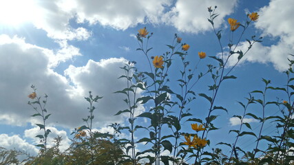 field of daisies and sky