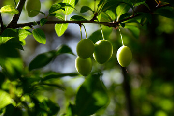 green plums on tree branch