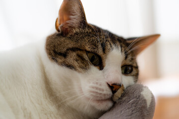 くつろぐ猫　　キジトラ猫