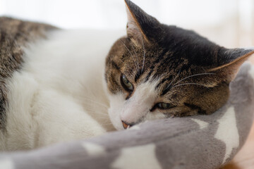 くつろぐ猫　　キジトラ猫