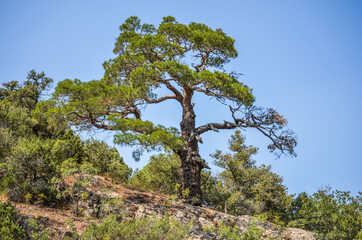 Crimea