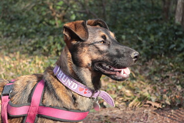 Hund mit Fokus auf Objekt
