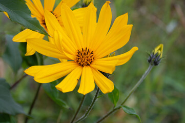 yellow artichoke flower on lighthouse background in the mist morning 