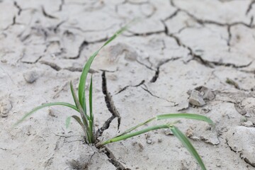 The plant grows from dry cracked earth in the desert