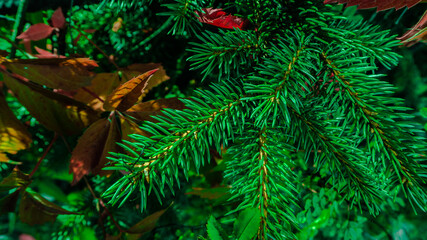 christmas tree needles in macro photography