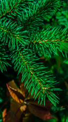 christmas tree needles in macro photography