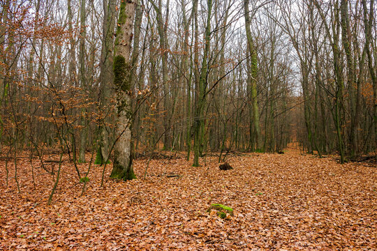 leafless beech trees in the forest. moss on the tree trunk. beautiful autumn scenery in november