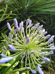 purple and yellow flowers