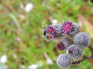bee on thistle