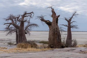 Fototapete Rund Kubu island during winter dry season, baobab trees are leafless and salt pans are dry. Water is scarce and grass turns yellows. Makgadikgadi Pans National Park, Botswana - Africa © Travelvolo