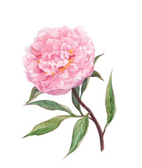 Blooming pink peony flower. Watercolor botanical picture © zzorik