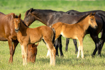 Fototapeta premium Italy Tuscany Grosseto, natural park of the Maremma nature reserve Alberese Uccellina free animals