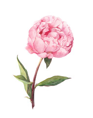 Pink peony flower. Water color botanical illustration - obrazy, fototapety, plakaty