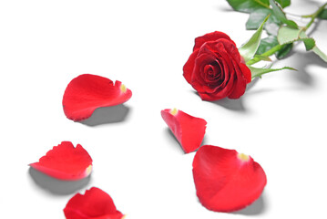 Beautiful red rose and petals on white background