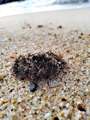 urchin on the beach