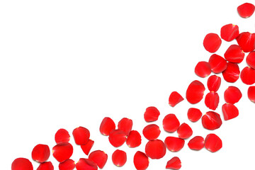 Beautiful rose petals on light background