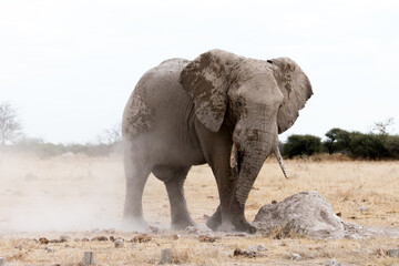 An adult African elephant with big tusks giving itself a dust and sand bath in the savannah. Nxai Pan National Park, Botswana - Africa