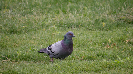 Pigeon on the grass