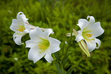 Fototapeta premium Taiwan Lily Taiwan