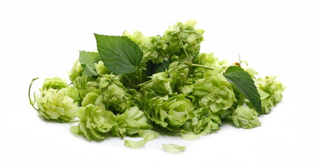 Fresh hops, Humulus lupulus isolated on white background