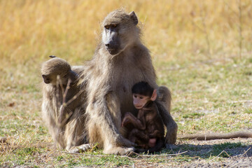 Portrait of a baboon monkey family: a mother protects her baby child while another young member cleans and grooms her. Moremi Game Reserve, Botswana - Africa