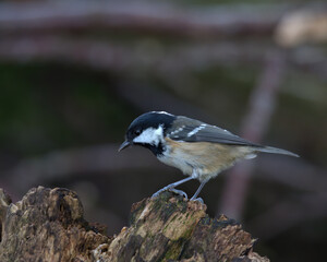 Coal tits is a woodland bird that can also be found in gardens in the Uk.