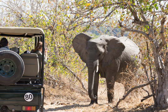 Chobe National Park, Botswana, Africa: Open deck safari car driving on a sandy trail stops to admire and taking pictures of a beautiful African elephant