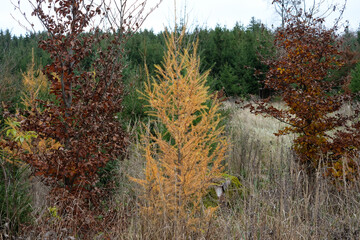 Eine Lärche (lat. Larix decidua) im Herbst mit gelb verfärbten Nadeln