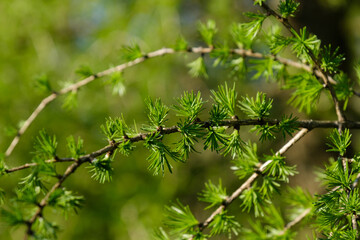 Fototapeta na wymiar Ein Zweig der Lärche (lat. Larix decidua) mit frischen grünen Nadeln im Frühling