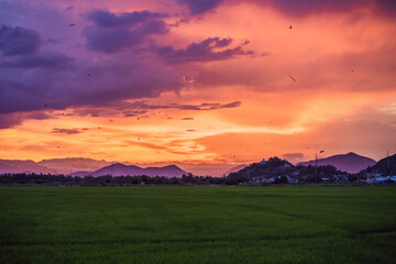 Beautiful view of rice paddy field during sunset. Nature composition