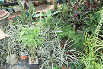 mix plant with Natural background. It be can be used as neutral quotes Background Or leaf Wallpaper.