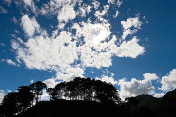 Silhouette of pine tree forest against a blue sky and cloud formations on a mountain near Sagada town, Mountain Province, Luzon, Philippines