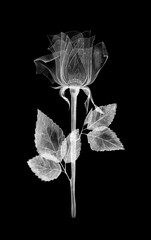 Transparent flowers of bright color, glow in the dark, with chalk, isolated on a black background, X-ray drawing of flowers. Delicate spring petals, pistils, stamens. Botanical drawing