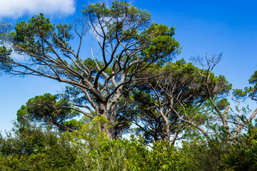 Huge South African trees in Kirstenbosch Botanical Garden, Cape Town.