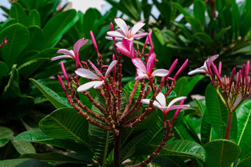 We carefully tuck them
All into their beds,
Then pinch, poke, and coax them,
Remove their spent heads....

