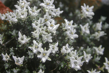 Yushan Snow Grass Taiwan